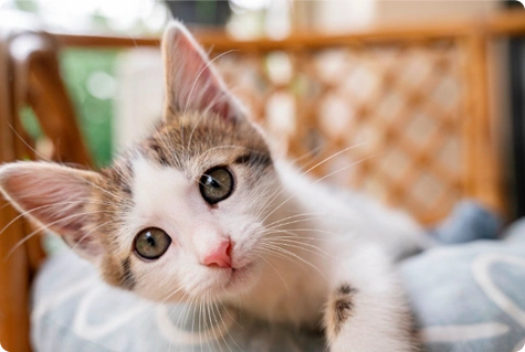 Understanding Cat Behavior: What Your Feline Is Really Communicating