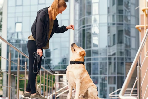 Important Care Tips for Owning Large Breed Dogs