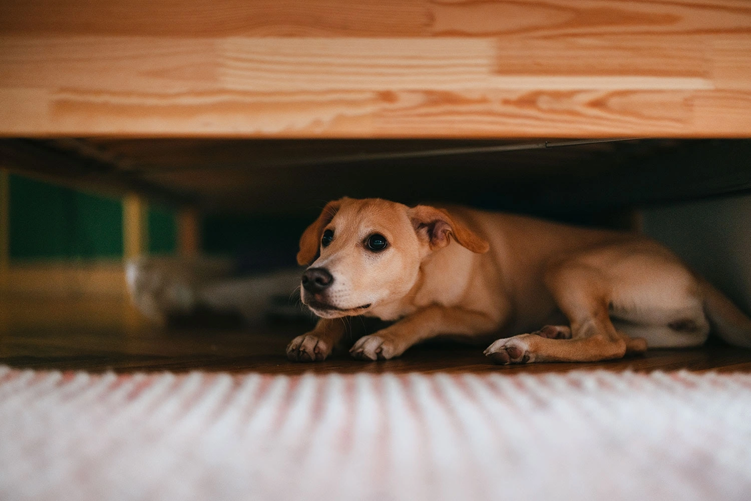 Noise Aversion in Pets: Causes, Signs, and How to Help